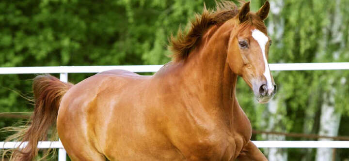 nutztierhaltung weidezaun themen e banner